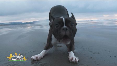 Impariamo divertendoci - il cane che abbaia troppo